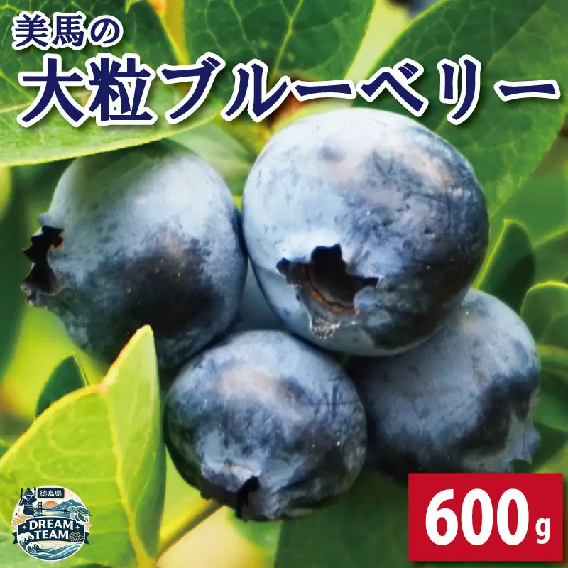 ブルーベリー 大粒 600g 6月から7月末まで発送 ドリームチーム