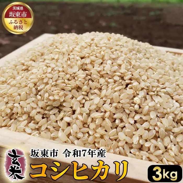 玄米　コシヒカリ3kg【令和7年産】 ／ こしひかり 令和7年 新米 米 お米 おこめ こめ コメ 玄米 げんまい ご飯 国産米 3kg 3キロ 食物繊維 ビタミン ミネラル おいしい お取り寄せ 産地直送 産直 坂東市産 茨城県産 茨城産 茨城県 特産品 No.385