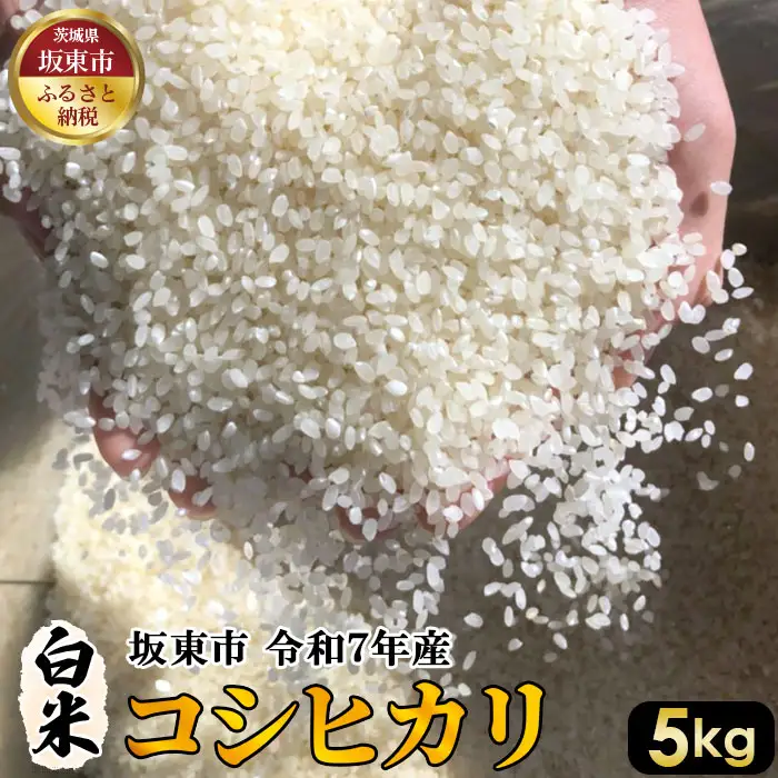 白米　コシヒカリ5kg【令和7年産】 ／ こしひかり 令和7年 新米 米 お米 おこめ こめ コメ 精米 白米 ご飯 国産米 5kg 5キロ おいしい お取り寄せ 産地直送 産直 坂東市産 茨城県産 茨城産 茨城県 特産品 No.391