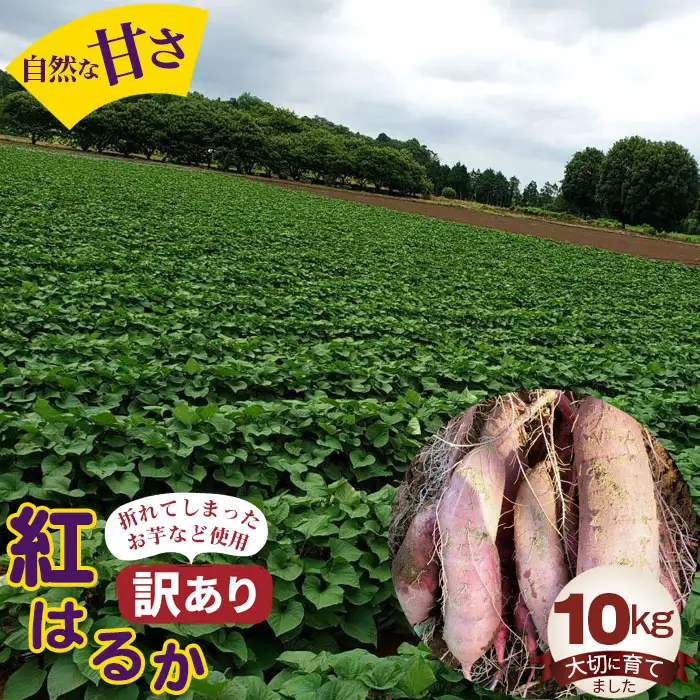 【訳あり】紅はるか10kg No.395