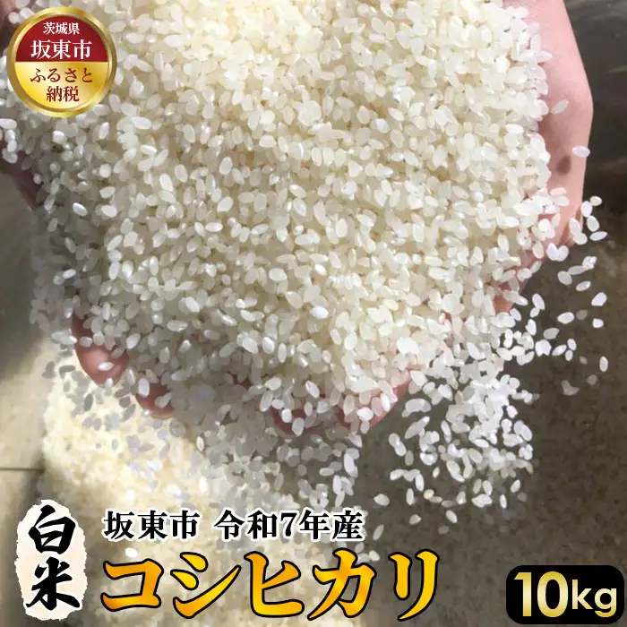 白米　コシヒカリ10kg【令和7年産】 ／ こしひかり 令和7年 新米 米 お米 おこめ こめ コメ 精米 白米 ご飯 国産米 10kg 10キロ おいしい お取り寄せ 産地直送 産直 坂東市産 茨城県産 茨城産 茨城県 特産品 No.404