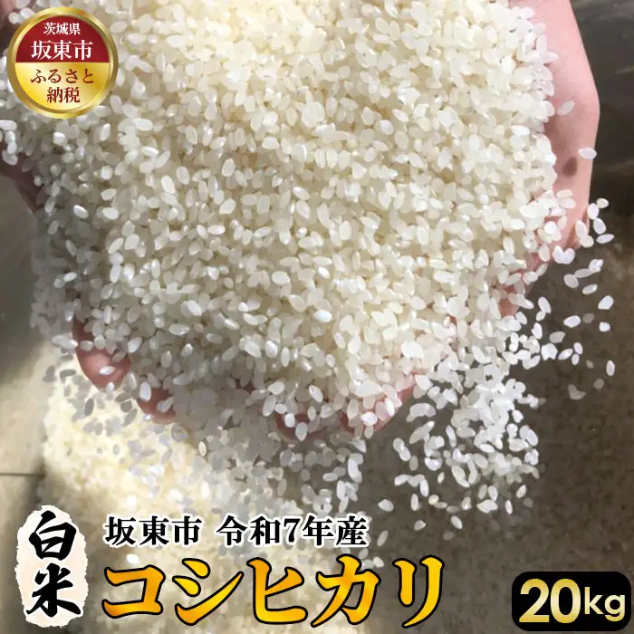 白米　コシヒカリ20kg【令和7年産】 ／ こしひかり 令和7年 新米 米 お米 おこめ こめ コメ 精米 白米 ご飯 国産米 20kg 20キロ おいしい お取り寄せ 産地直送 産直 坂東市産 茨城県産 茨城産 茨城県 特産品 No.412