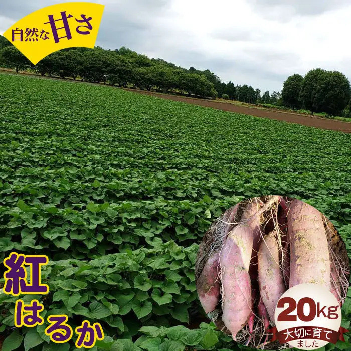 紅はるか20kg No.413