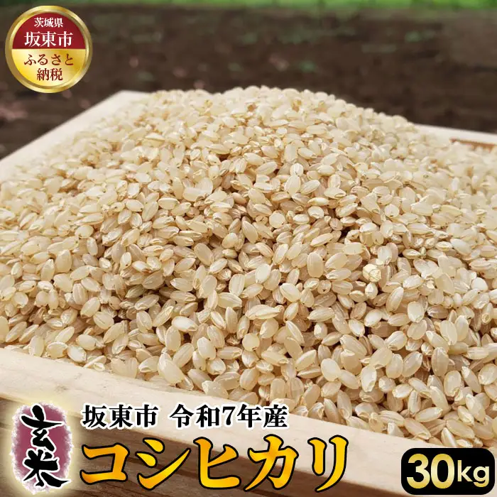 玄米　コシヒカリ30kg【令和7年産】 ／ こしひかり 令和7年 新米 米 お米 おこめ こめ コメ 玄米 げんまい ご飯 国産米 30kg 30キロ 食物繊維 ビタミン ミネラル おいしい お取り寄せ 産地直送 産直 坂東市産 茨城県産 茨城産 茨城県 特産品 No.414