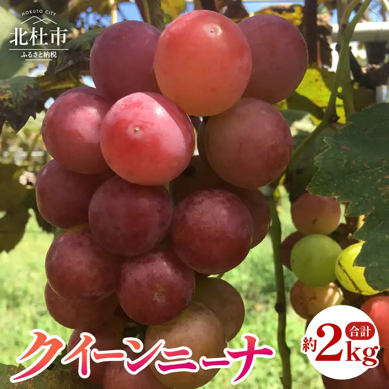 【2026年発送 先行予約】クイーンニーナ 約2.0kg [h254]