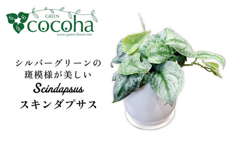シルバーグリーンの斑模様が美しい『 スキンダプサス 』 糸島市  / cocoha 観葉植物 [AWB030]
