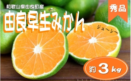 由良早生 みかん 3kg 秀品 / ゆら早生 温州みかん 極早生 甘い 和歌山 柑橘 ※2026年10月上旬～10月下旬頃順次発送予定  ※北海道・沖縄・離島への配送不可 【sml003-yura-r3A】