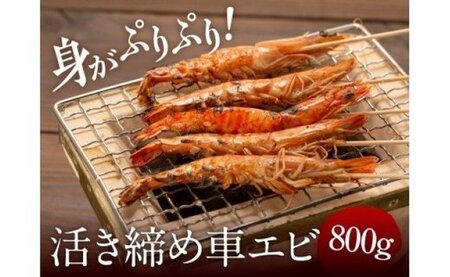 冷凍車エビ 800g（24～46匹入） A049-001 奄美大島 鹿児島 活き〆 急速冷凍 車海老 くるまえび 海老フライ ギフト 贈答用