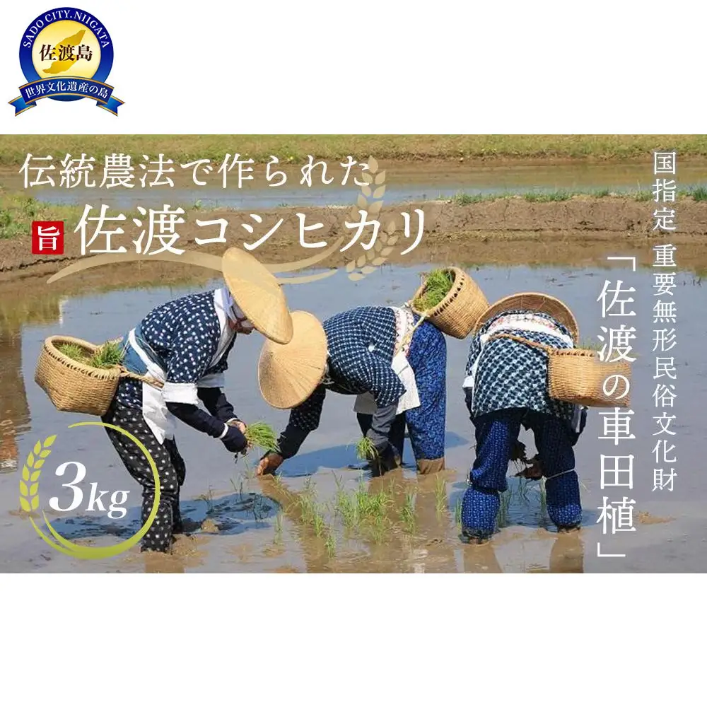【先行予約】【2026年10月中旬より順次発送】「佐渡の車田植」（国指定 重要無形民俗文化財） 北村家のコシヒカリ3kg （稲穂付き）