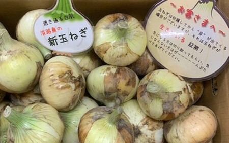 新玉ねぎ シャーロットオニオン 7kg　◆配送３月～６月