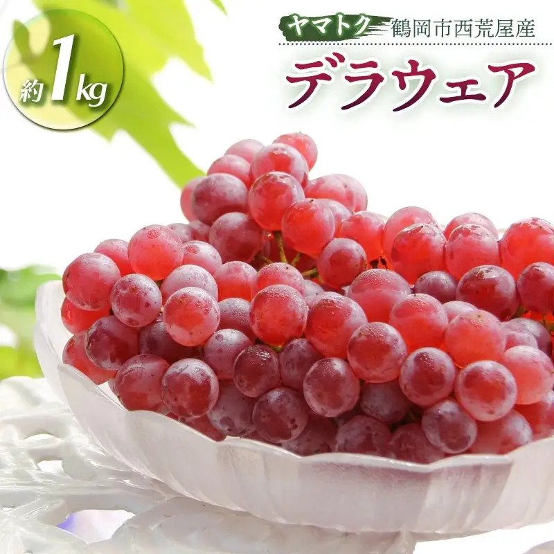 【令和8年産先行予約】 デラウェア 約1kg（5～6房） 山形県鶴岡市産　ヤマトク