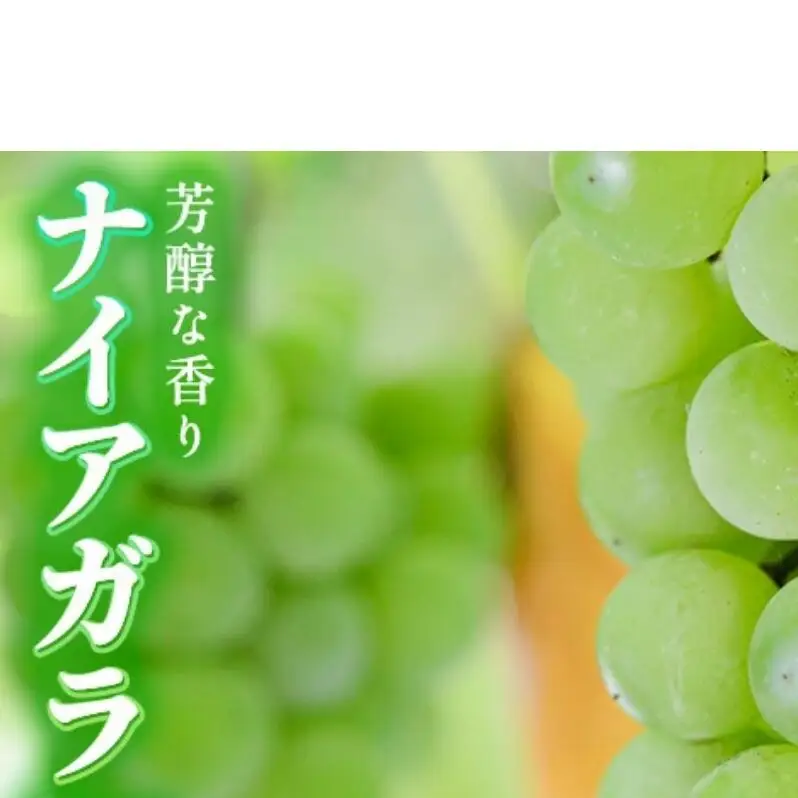 【2026年9月～発送】種ありナイアガラ 約2kg 安心安全 こだわりの栽培方法 除草剤不使用 栽培期間中 ネオニコチノイド系農薬不使用 化学合成肥料不使用 