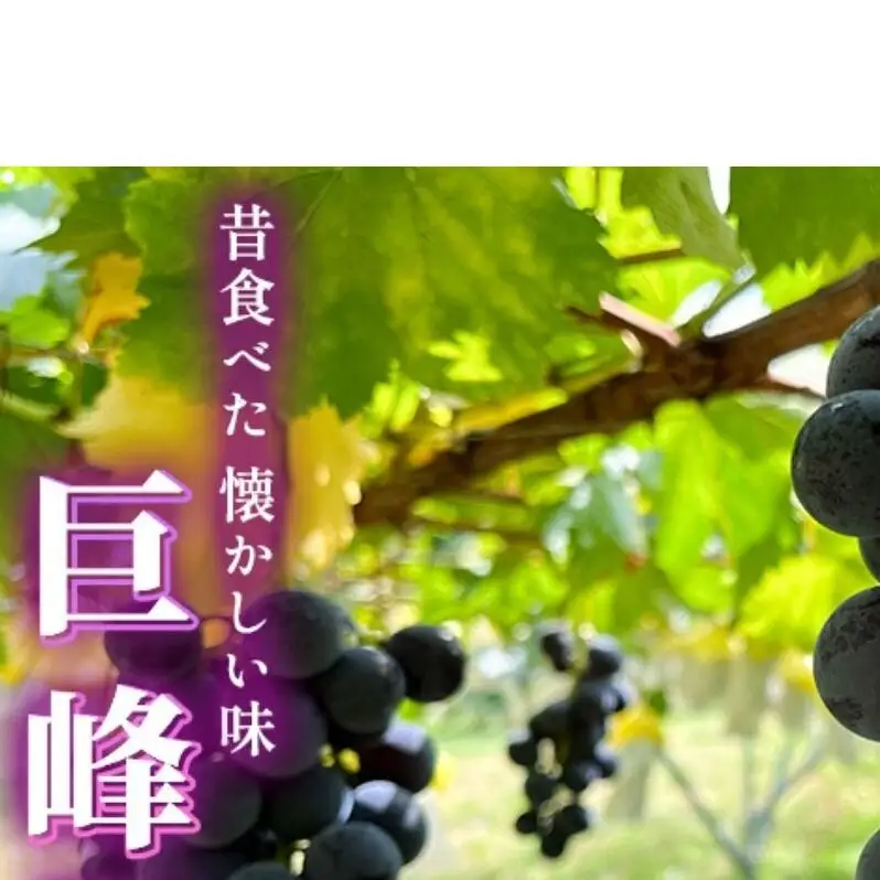 【2026年9月～発送】種あり巨峰 約2kg 安心安全 こだわりの栽培方法 除草剤不使用 栽培期間中 ネオニコチノイド系農薬不使用 化学合成肥料不使用 