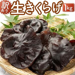 （訳あり）生きくらげ１kg