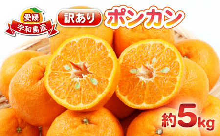 【先行予約】訳あり ポンカン 5kg 杉本屋 【2027年1月中旬～2月下旬 発送】B010-143005