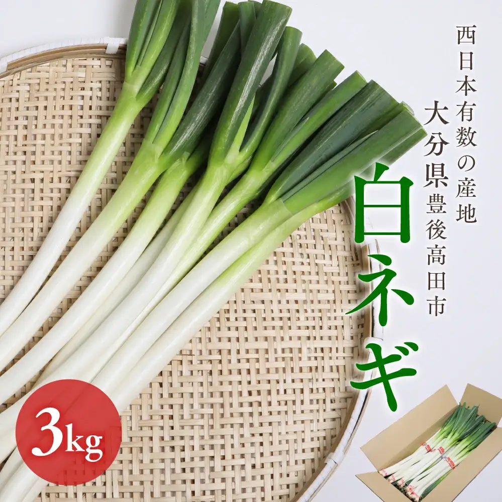【先行予約】西日本有数の産地で育った白ネギ3kg | 豊後高田市 ネギ