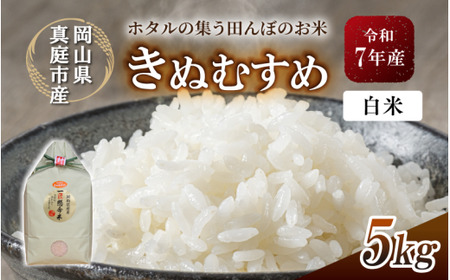【令和７年産】 真庭市産きぬむすめ 白米 ５kg 岡山県 竹中商店 先行予約 【tkns005-01-cho】
