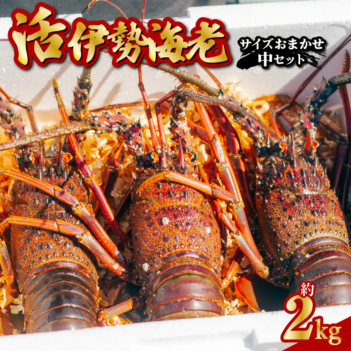 季節限定　箱詰め伊勢海老サイズおまかせ中セット（約２．０㎏）【4月以降発送】