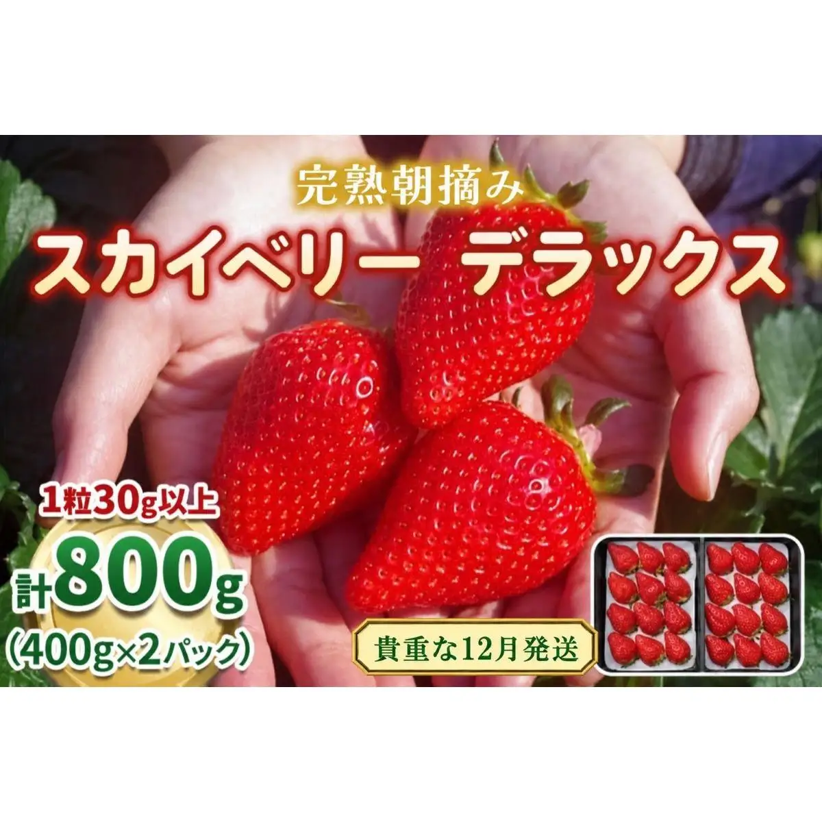 【先行予約】[数量限定] 貴重な12月発送！完熟朝摘みスカイベリー デラックス 800g
