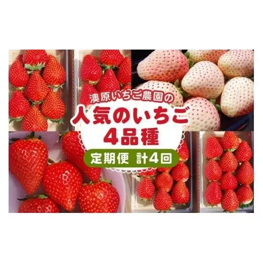 [先行予約] [4ヶ月連続定期便] 人気のいちご4品種お届け定期便 (毎月1品種お届け 計4回) 澳原いちご農園 | とちあいか とちおとめ スカイベリー ミルキーベリー 栃木県産 期間限定 数量限定