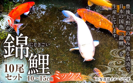 164-906 【指定日必須】rk-koi産 錦鯉ミックス 10～15cm 10尾 セット