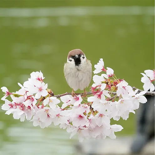 アートパネル　すずめ 織物 フォトグラファー 下村綱起 撮影 風景 動物 写真 厳選 作品 フェルト 生地 オリジナル インテリア プレゼント 癒し 