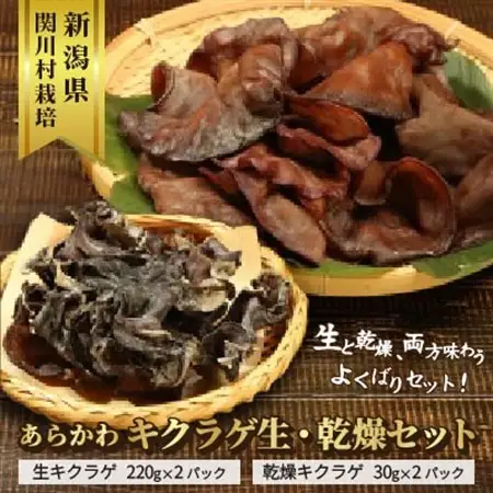あらかわキクラゲ生・乾燥セット(生キクラゲ220g×2P・乾燥キクラゲ30g×2P) [贈呈用]【配送不可地域：離島】【1442531】