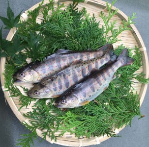 0211701 明神山のふもとの清流育ちのゆず天魚(あまご)　セット