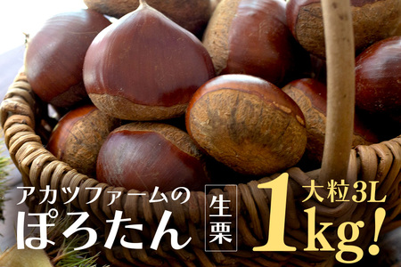 アカツファーム の ぽろたん（ 生栗 ） 特大 3Lサイズ 1kg GA-013