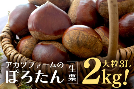 アカツファーム の ぽろたん（ 生栗 ） 特大 3Lサイズ 2kg GA-014