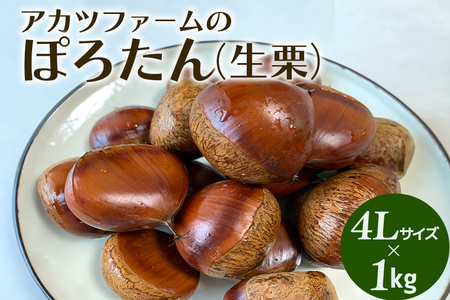 アカツファーム の ぽろたん（ 生栗 ） 超特大 4Lサイズ 1kg GA-016