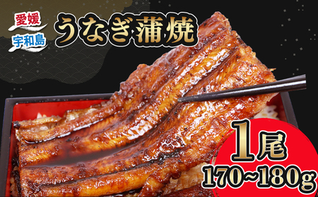 うなぎ蒲焼き 1尾 170g~180g 河野鮮魚店 (蒲焼たれ入) 【D015-177002】