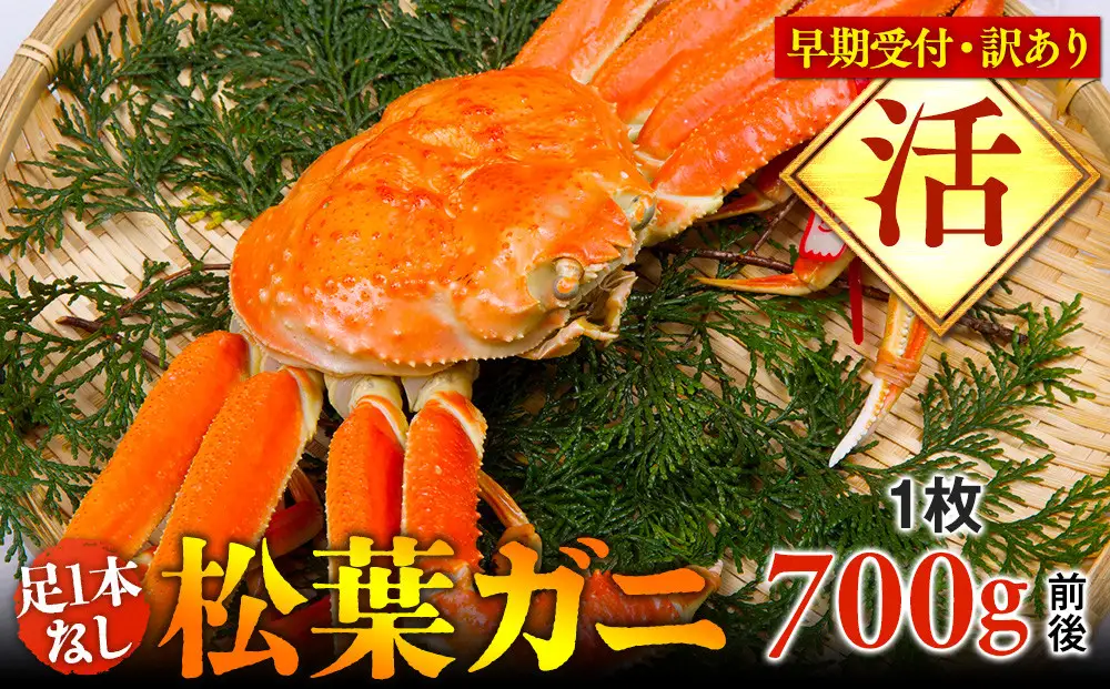 【早期受付】【活】足1本なし 訳あり 松葉ガニ 中1枚（700g前後）| カニ 松葉ガニ タグ付き※着日指定不可※2026年11月上旬頃から順次発送予定