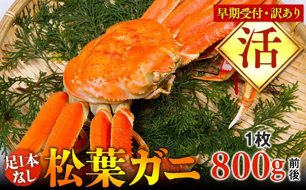 【早期受付】【活】足1本なし 訳あり 松葉ガニ 大1枚（800g前後）| カニ 松葉ガニ タグ付き※着日指定不可※2026年11月上旬頃から順次発送予定