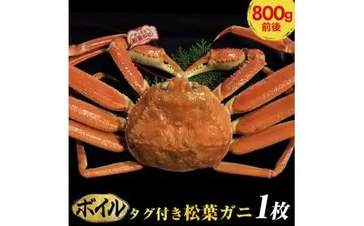 【早期受付】【ボイル】タグ付き 松葉ガニ  大1枚（800g前後） | カニ 松葉ガニ タグ付き ※着日指定不可※2026年11月上旬頃から順次発送予定