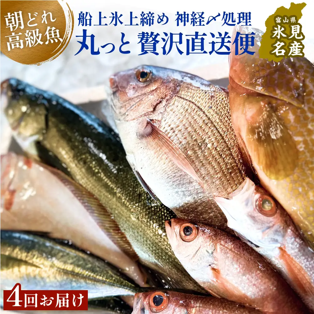 氷見港朝獲れ 高級魚！丸っと贅沢直送便！ 船上氷上締め 鮮魚ボックス | 高級魚 鮮魚ボックス