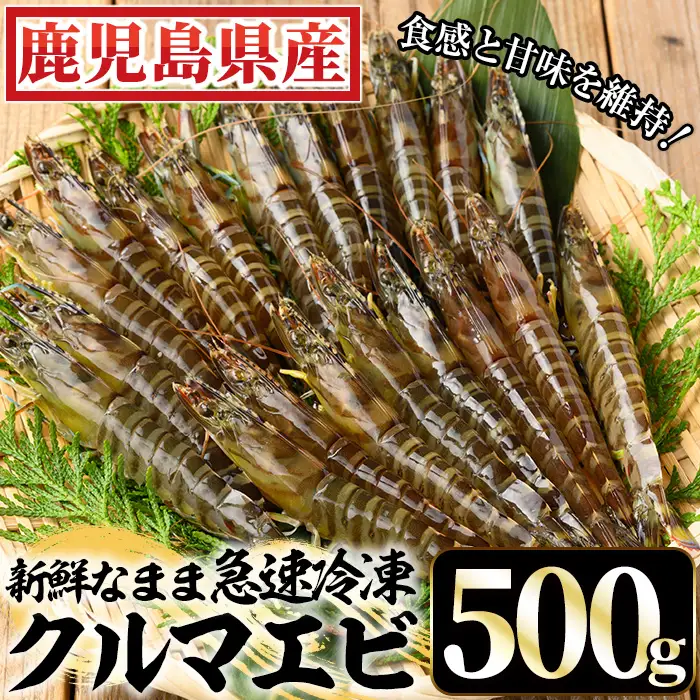 鹿児島県産！冷凍クルマエビ 500g クルマエビを合計20尾！クルマエビ1尾あたり25g　急速冷凍をかけたクルマエビをお届けします	【00-118-01】