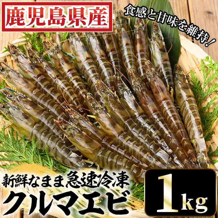 鹿児島県産！冷凍クルマエビ 1000g クルマエビを合計40尾【00-118-02】