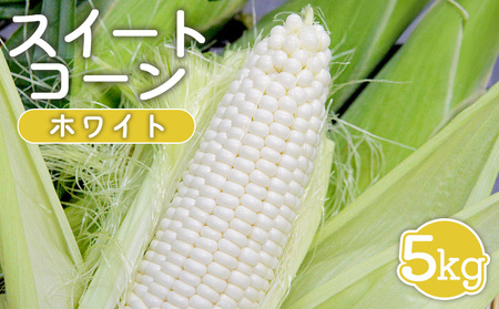 【先行受付】 スイートコーン（ホワイト）5kg【令和8年8月1日頃～15日頃発送】【1201902】