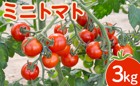 【先行受付】 ミニトマト 3kg【令和8年7月下旬～9月発送】【1200602】
