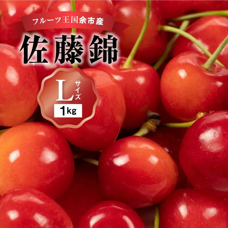 2026年発送【先行予約】令和8年産 佐藤錦【Lサイズ】500g×2【ニトリ観光果樹園】さくらんぼの王様 余市 北海道 フルーツ王国 さくらんぼ サクランボ 桜桃 佐藤錦 余市産さくらんぼ 人気さくらんぼ ニトリ_Y074-0135