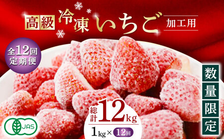 【12回定期便】高級 冷凍  いちご 加工用 約1kg（約500g×2袋）【伊藤農園】 果物 フルーツ イチゴ いちご 苺 熊本県 特産品 オーガニック 有機 恋みのり 冷凍 [ZBB017]