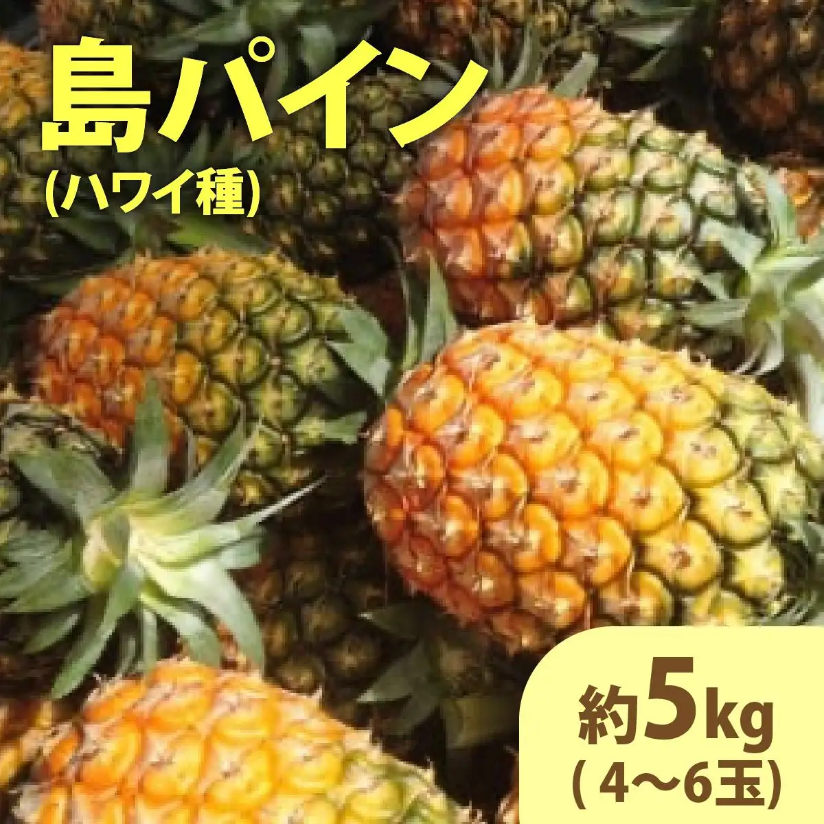 島パイン (ハワイ種) 約5kg
