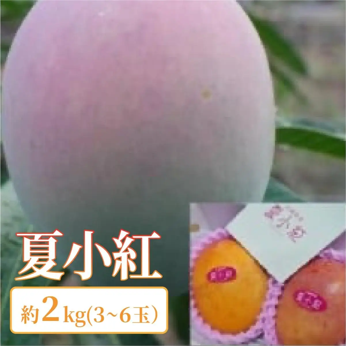 マンゴー 夏小紅 約2kg 