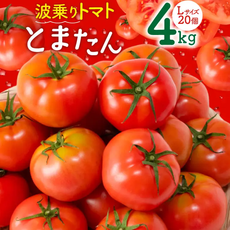 【期間限定発送】波乗り トマト とまたん 4kg (20個入) [サンフレッシュ小泉農園 宮城県 気仙沼市 20564139]