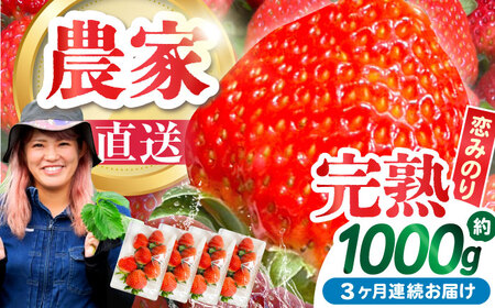 【2027年2月 初回発送】【3回定期便】南島原産 いちご 「恋みのり」約250g×4P [SFF003] いちご