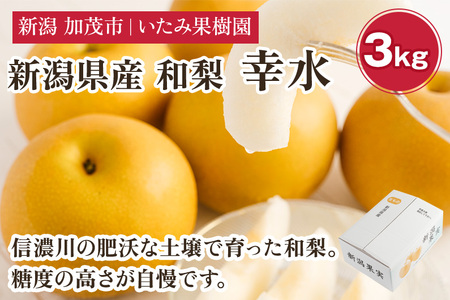 【2026年先行予約】新潟県産 厳選 幸水梨 3kg（7〜11玉）《8月上旬以降発送》 和梨 なし ナシ 果物 こうすい フルーツ 加茂市 いたみ果樹園