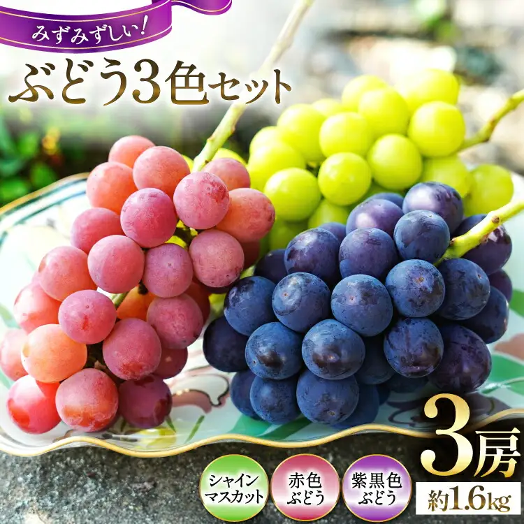 【2026年発送】先行予約 ぶどう3色セット 3房 約 1.6kg シャインマスカット 食べ比べ  季節限定  産直 [鈴木ぶどう園 山梨県 韮崎市 20742852]