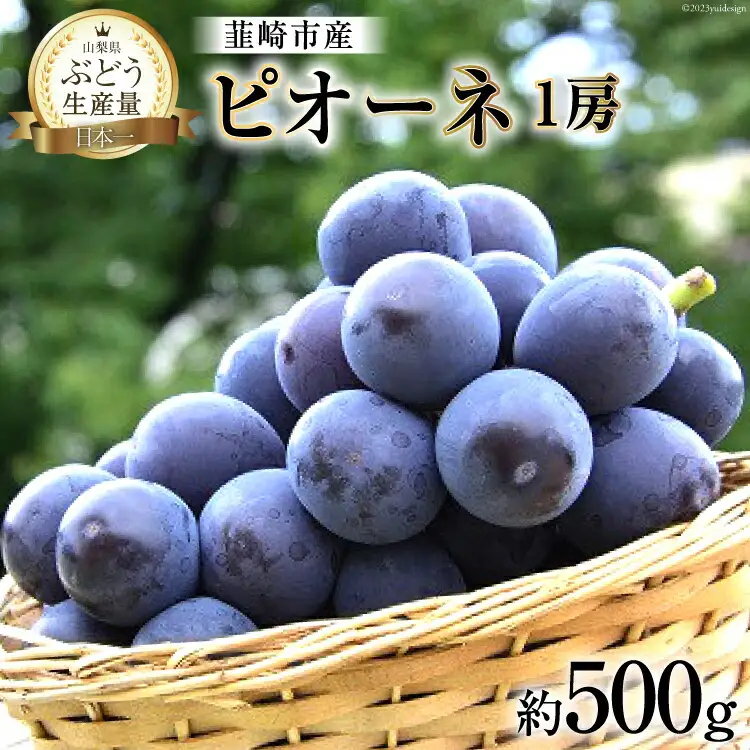 ぶどう 2026年発送 ピオーネ 1房 約 500g [20743403] ぶどう