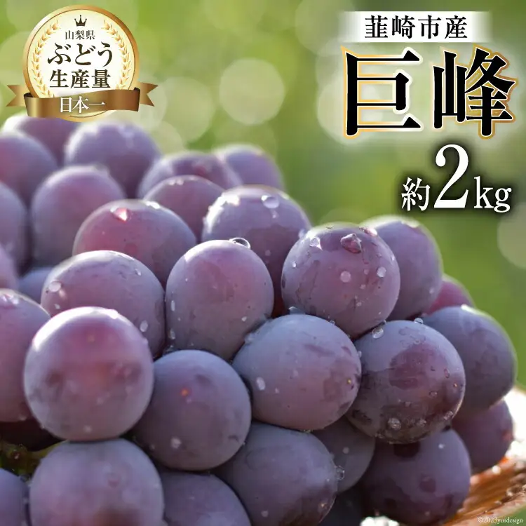 ぶどう 2026年発送 巨峰 約 2kg [20743007] ぶどう